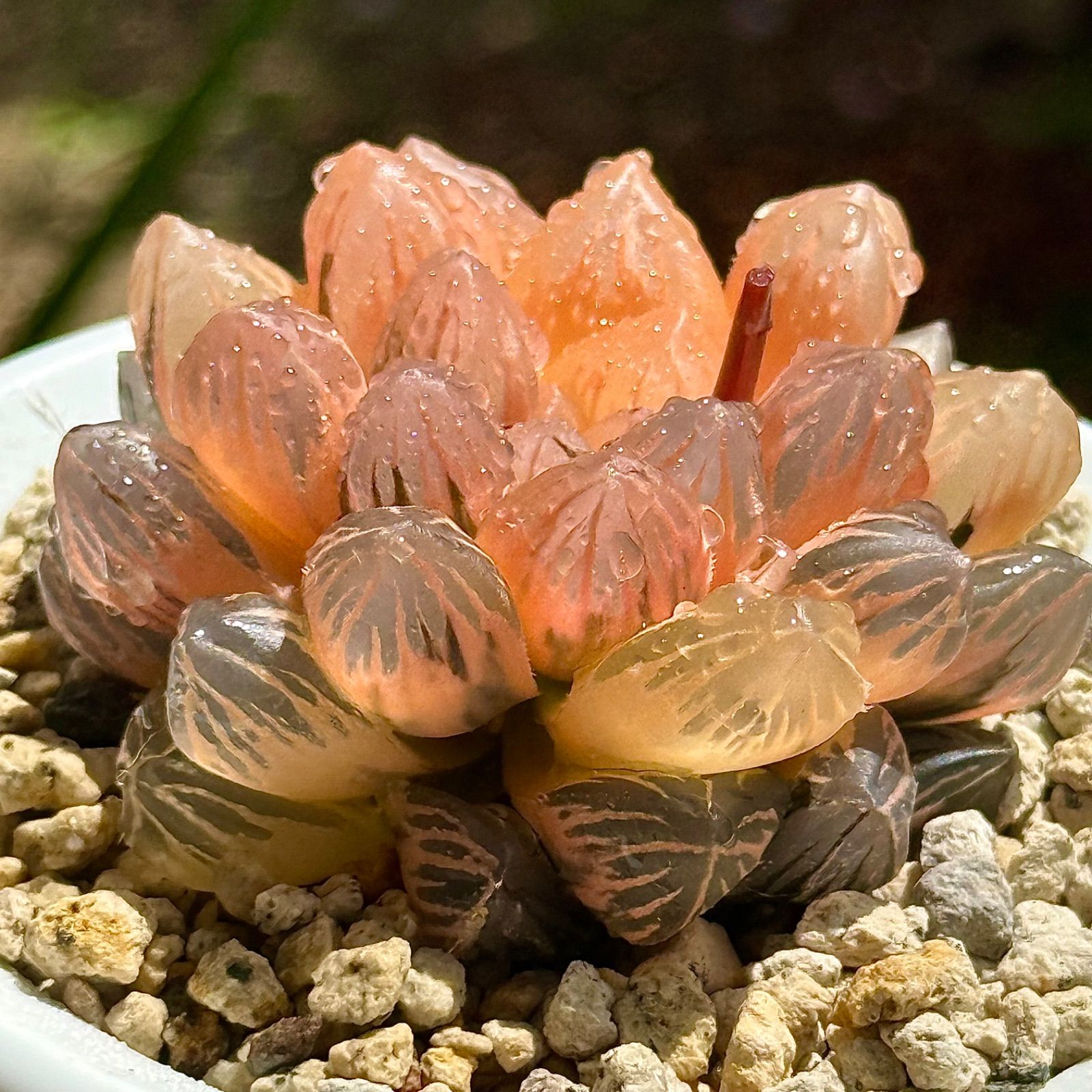 紫王オブツーサ錦 特選株 注文 H1176 紫王オブツーサ錦 特選株 H1176