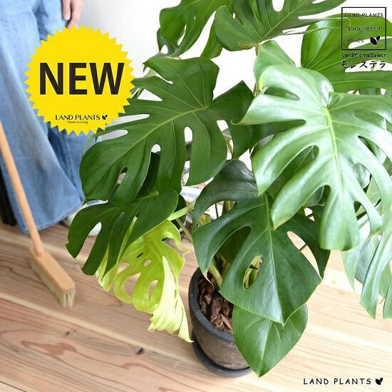 リドレー RIDLEY ヘリウム HELIUM 2016 Sサイズ RIDLEY (リドレー