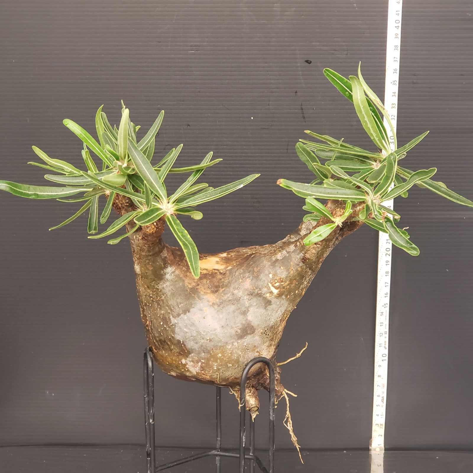 5粒 フラワー・ガーデニング ユーフォルビア パキポディオイデス