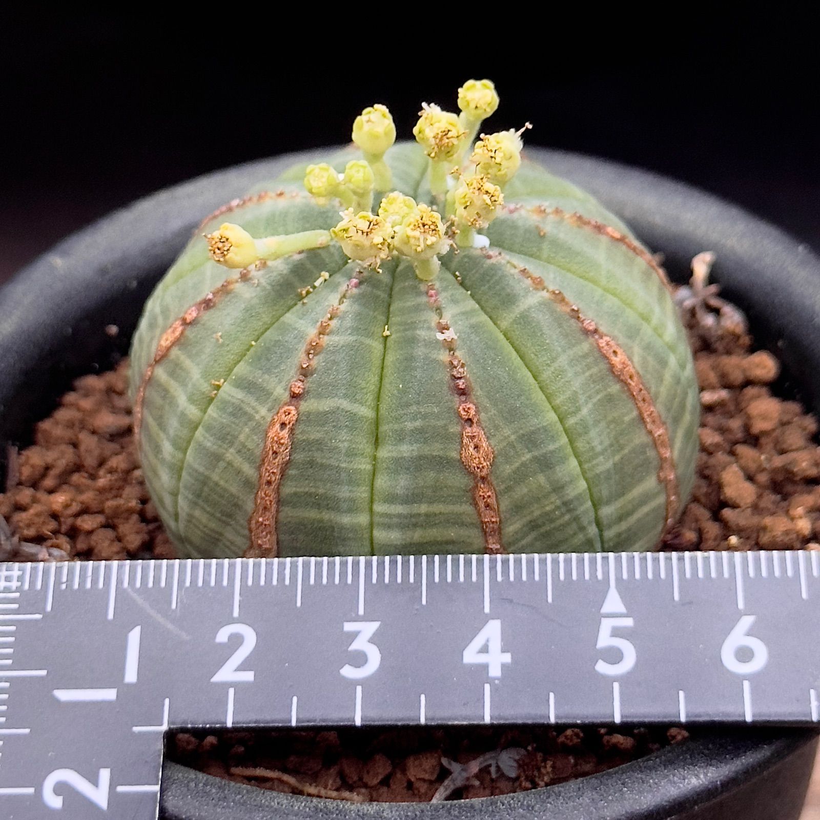 ユーフォルビア オベサ 実生 抜き苗で発送 - メルカリ