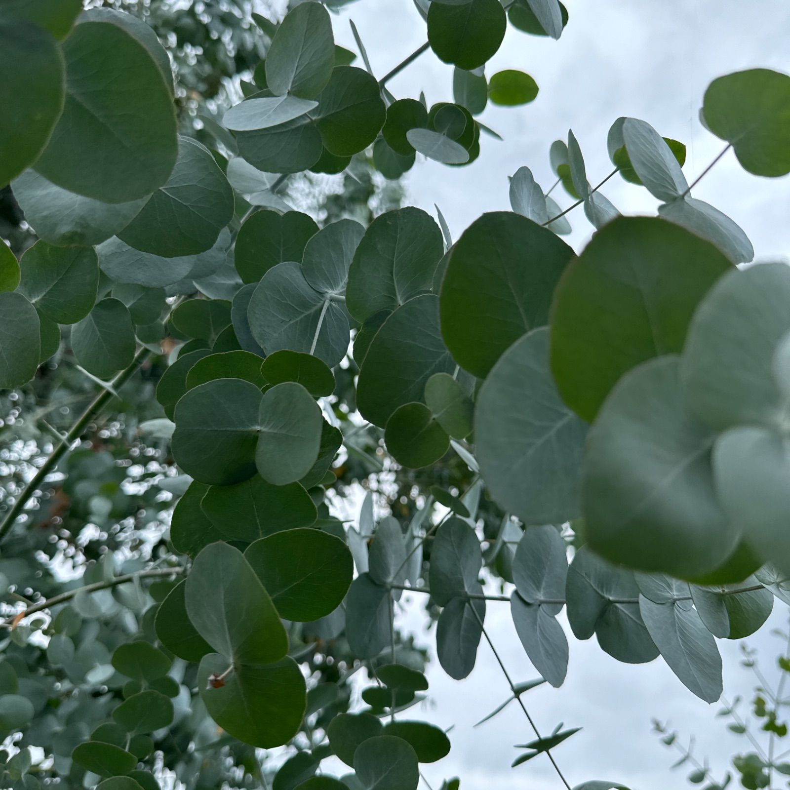 ☘️ユーカリ銀世界★フレッシュリーフ＊たっぷり☘️メルカリ便80サイズ ☘️ユーカリ銀世界☆フレッシュリーフ＊たっぷり☘️メルカリ便