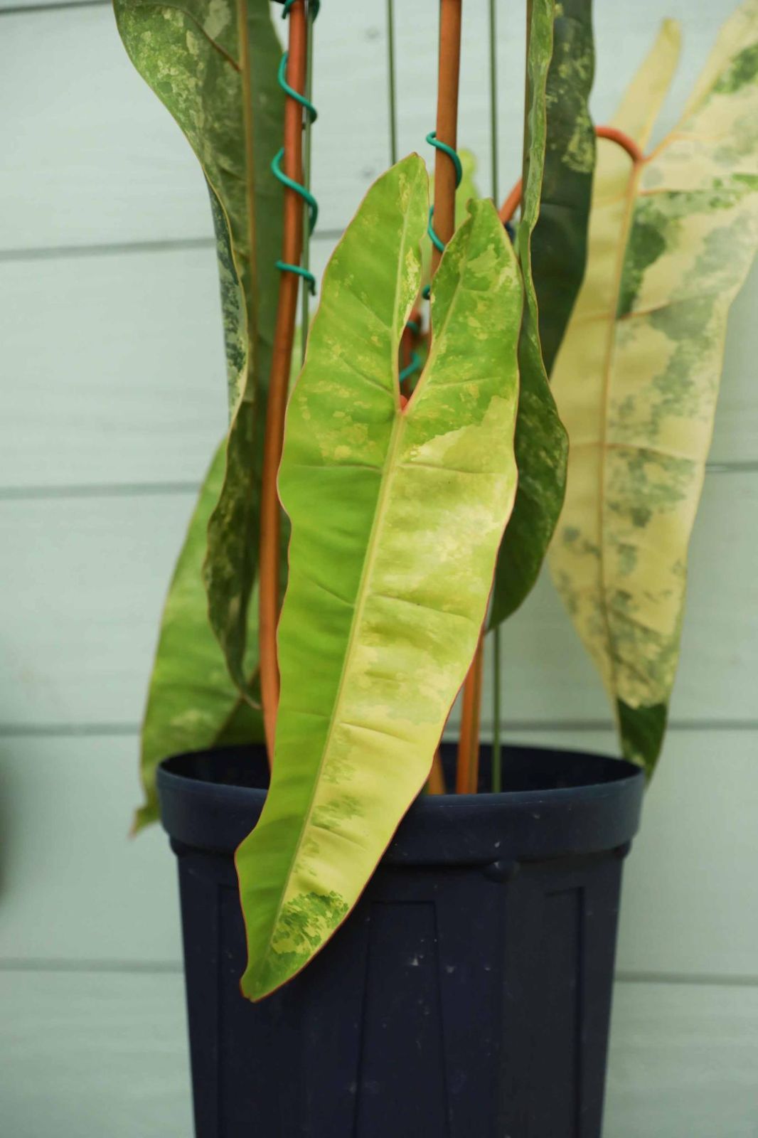 フィロデンドロン ビレッティア 斑入り 大株【激レア】 Philodendron Billietiae variegate - メルカリ