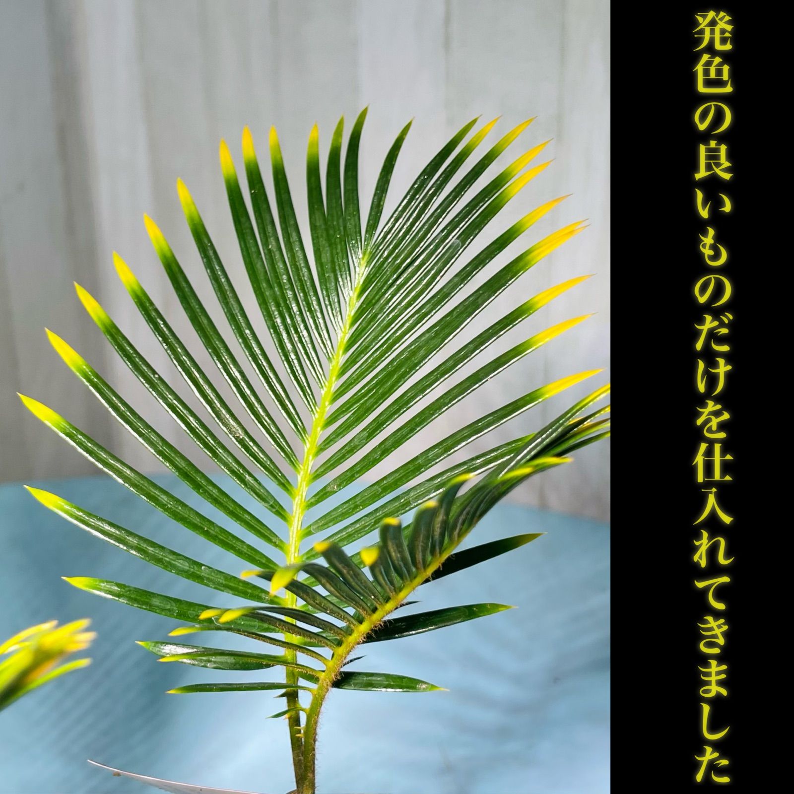 再再入荷！！黄金ソテツ 2.5号 1株 - メルカリ