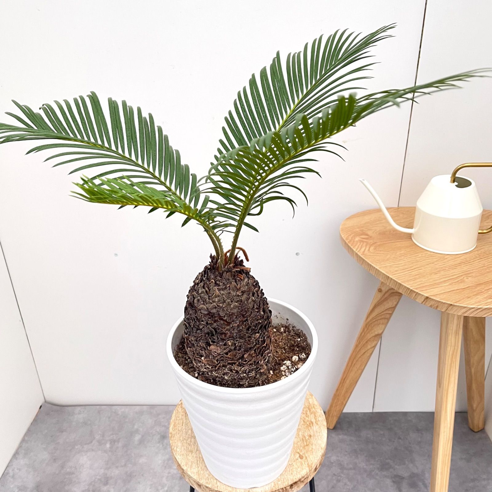 蘇鉄 観葉植物 ◎蘇鉄 ソテツ 観葉植物