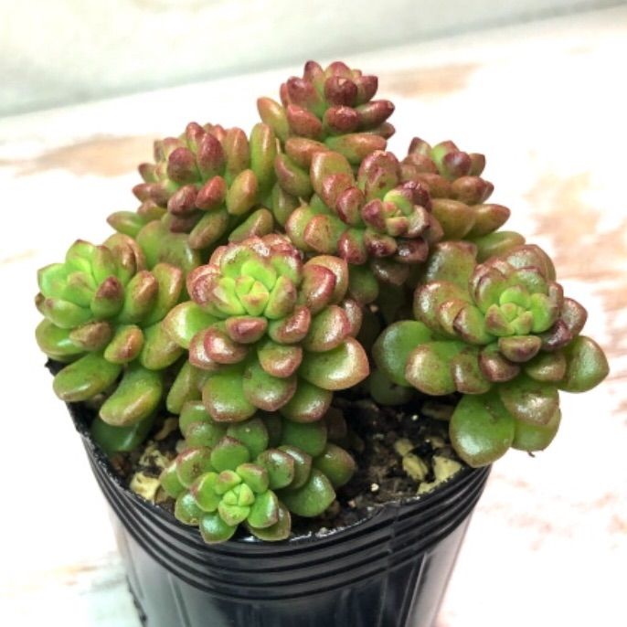 韓国苗】セダム ルビーパイン No.1 ※抜き苗 - メルカリ