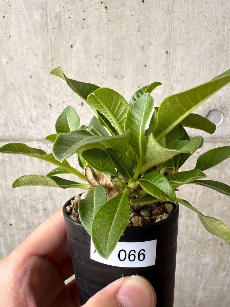 パキポディウム　ウィンゾリー パキポディウム・ウィンゾリー(Pachypodium windsorii