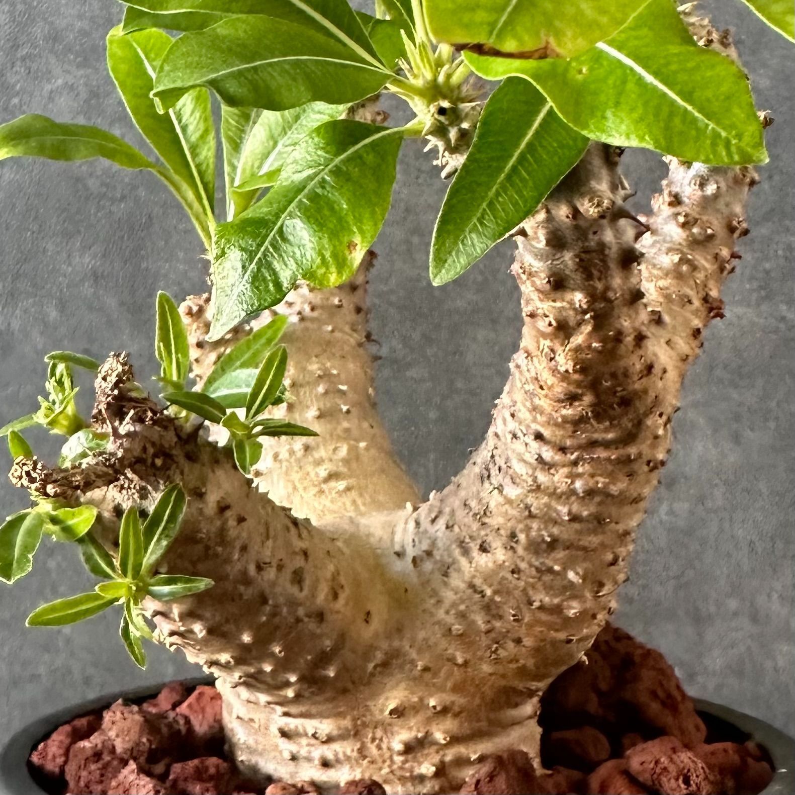 25/6/7出品 パキポディウムマカイエンセ(現地球)阪本健(鉢込み) 25/6/7出品 パキポディウムマカイエンセ(現地球)阪本健(鉢込み) 2025年