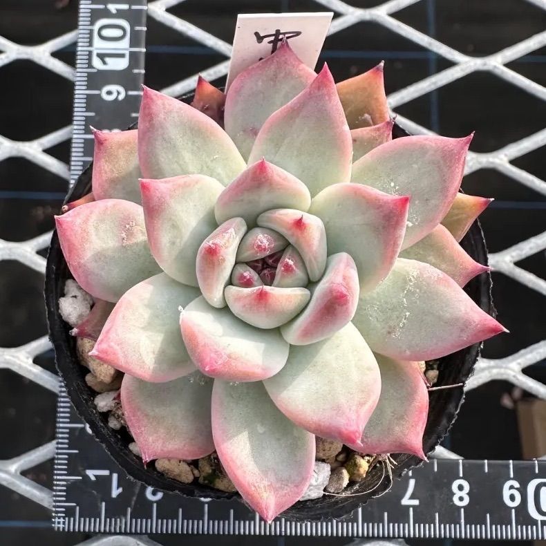 中里リンゼアナ実生 自家受粉 コロラータ エケベリア 多肉植物