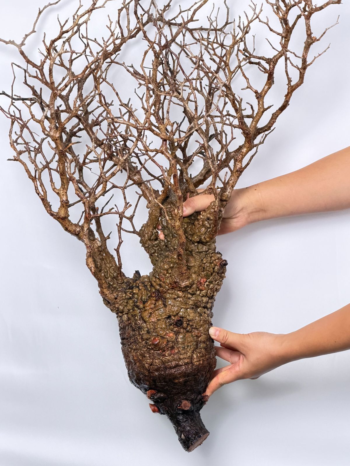 A3 Maison de Madagascar オペルクリカリア パキプス ベアルート株 マダガスカル選抜株 Operculicarya pachypus パキプス コーデックス