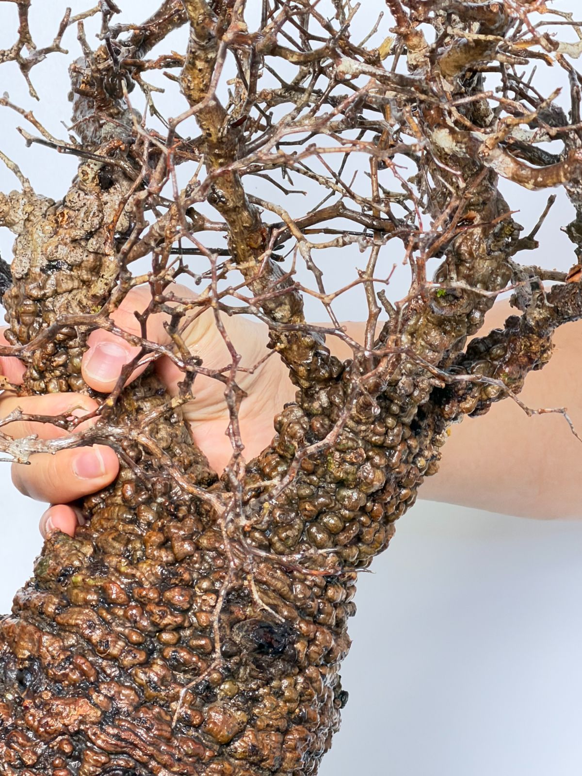 pachypus パキプス