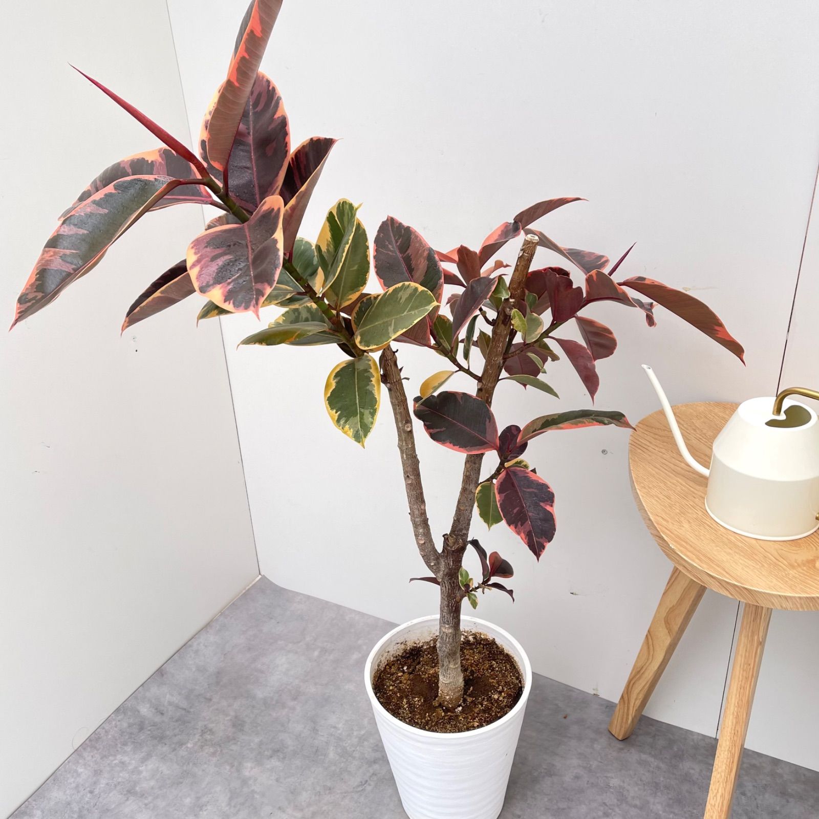 現品 観葉植物