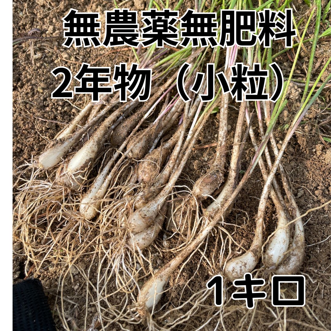 1キロ 二年もの 土付き らっきょう小粒 無農薬無肥料 - あべ農園七山