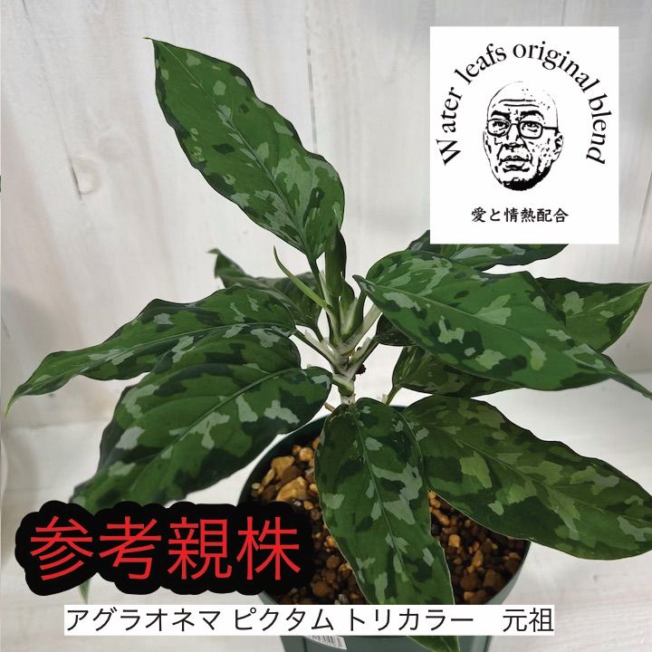アグラオネマ ピクタム トリカラー 元祖 2 - Water leafs - メルカリ