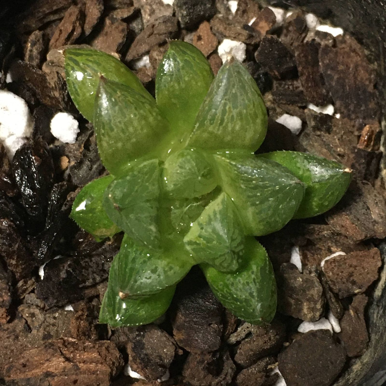 ハオルチア オラソニ― 濃緑ダルマ 2.5寸-1