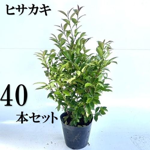 40本セット ヒサカキ樹高0.4m前後15cmポット
