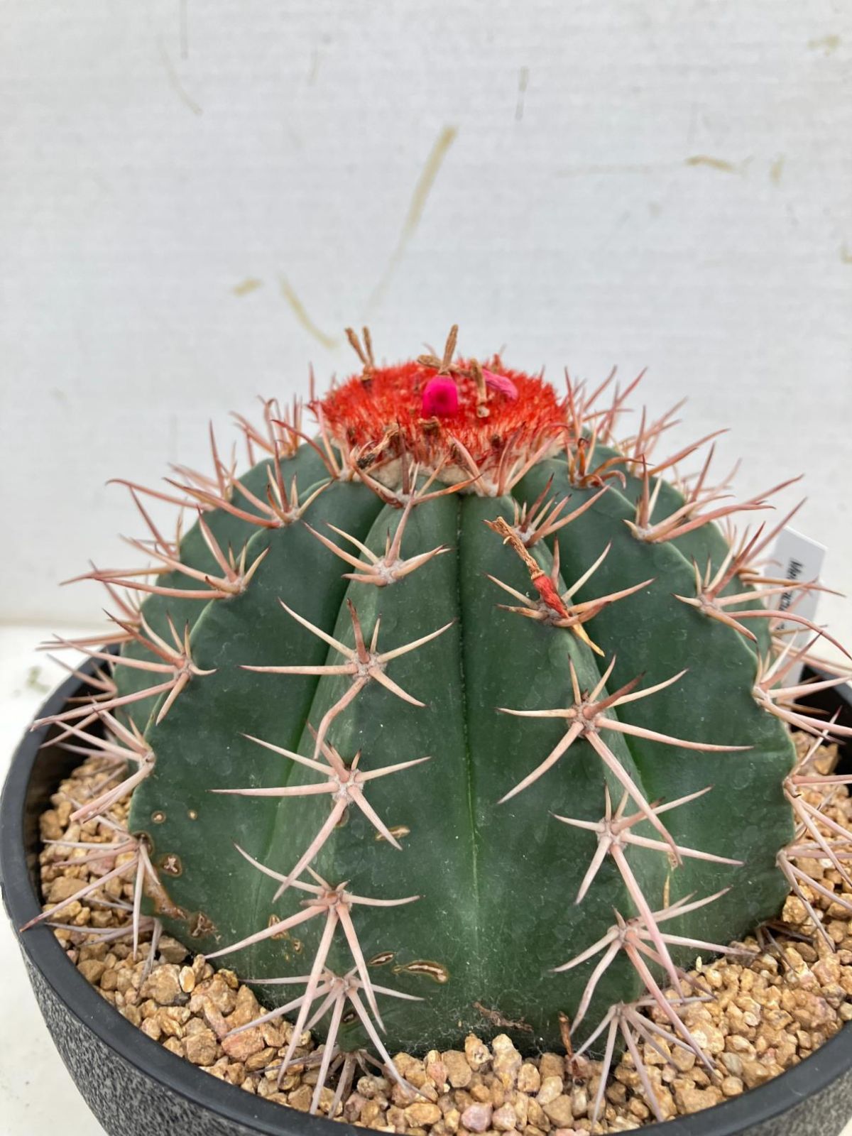 6787 「サボテンA」メロカクタス【発根・魔雲・Melocactus matanzanus】 - メルカリ