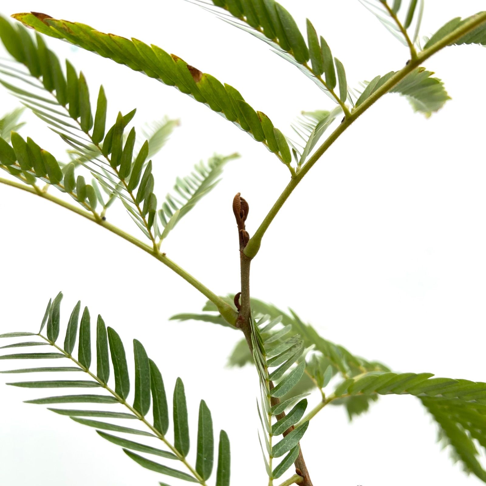 エバーフレッシュ 曲がり 9【現品】観葉植物 大型 室内 【公式通販】