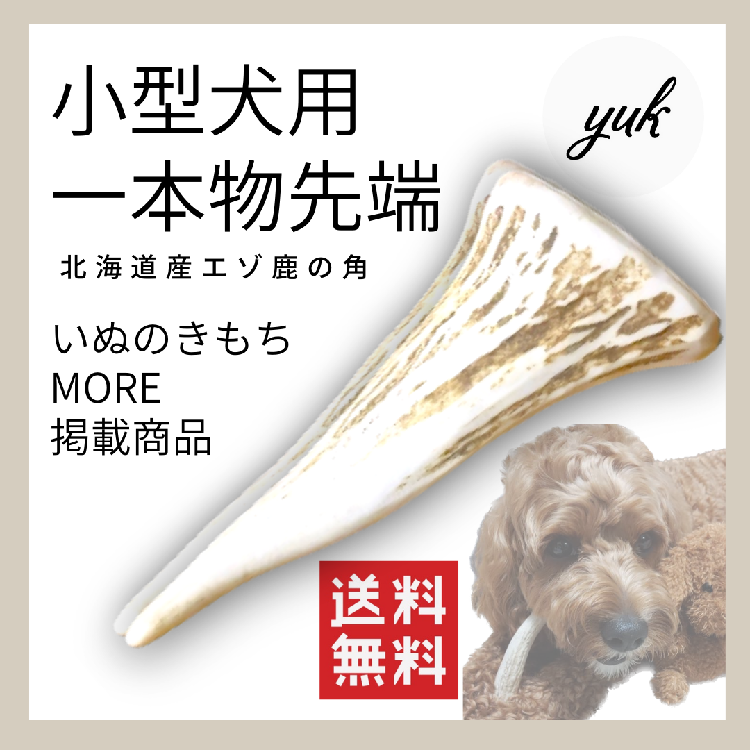 【送料無料】🐶小型犬用🐶一本物 先端🦌北海道産エゾ鹿の角🦌犬のおもちゃ🐕鹿の骨　B