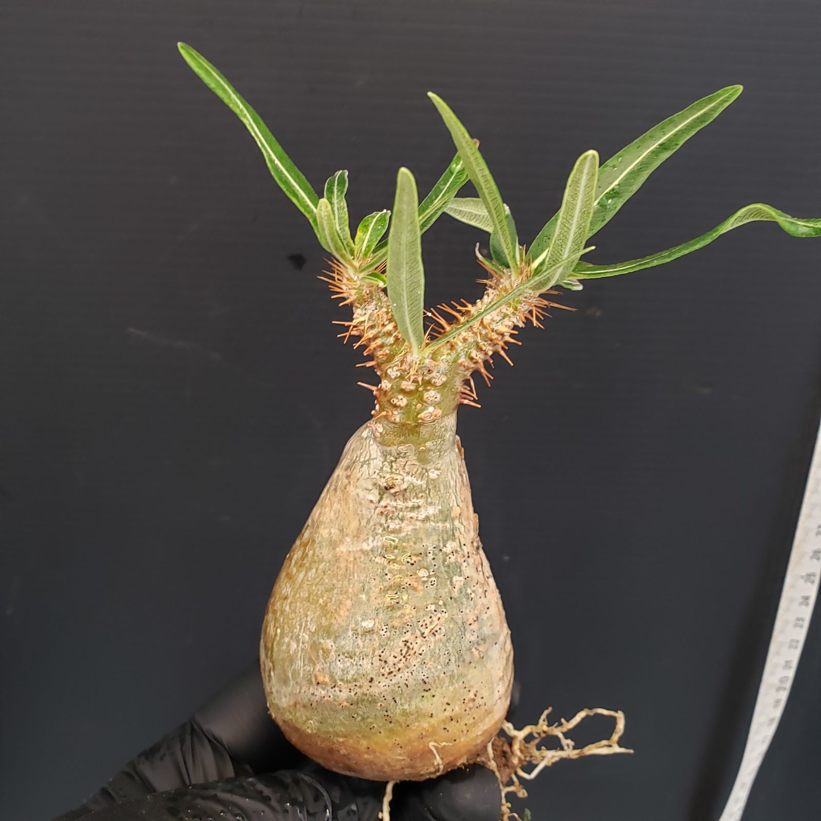 PG36 パキポディウム グラキリス 発根済 現地株 パキポディウム 
