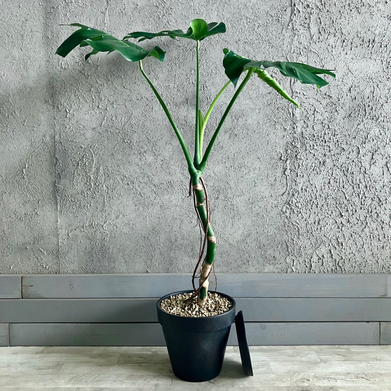 楽天市場】観葉植物 モンステラ 2224 3.5号吊り鉢(個体おまかせ1