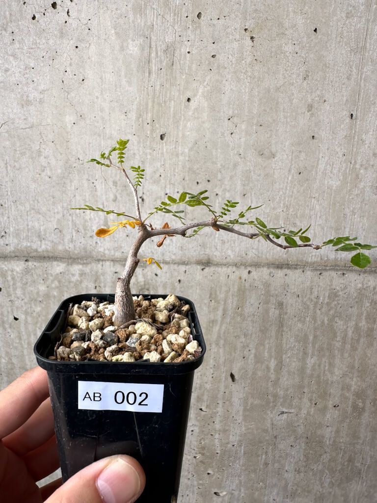 G646【自社養生株】ヤトロファ マルギナータ（発根株・鉢植え）【塊根