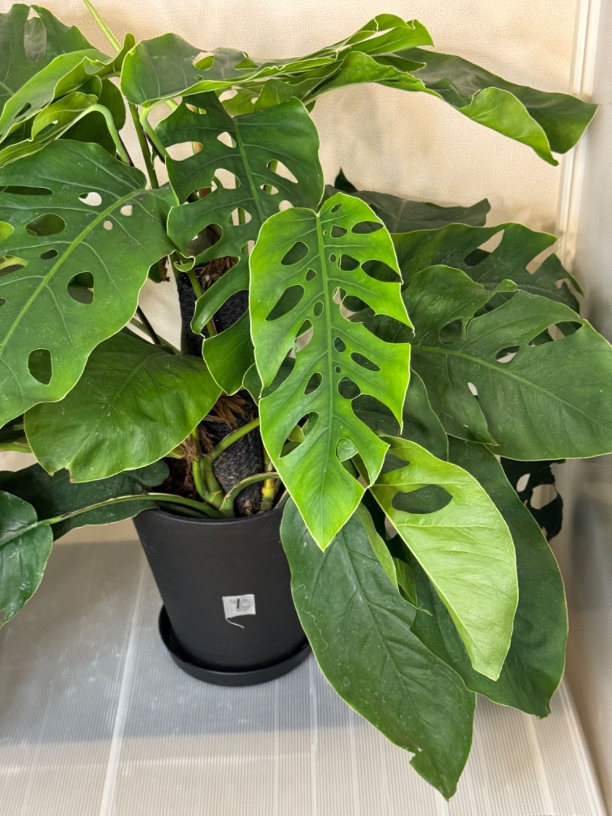 ❣️入荷❣️希少‼️モンステラ デュビア 7号 人気の観葉植物 ❣️①