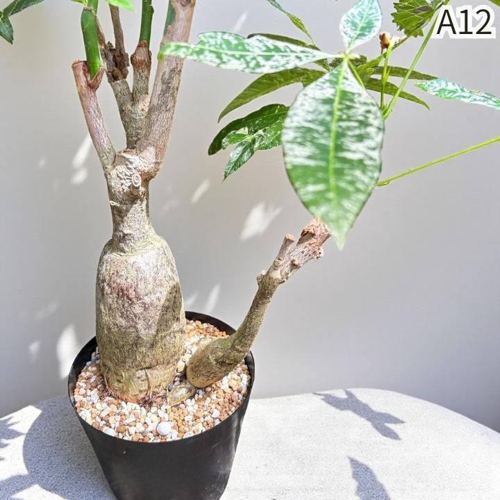 ムーンライト｜塊根風 複数接木A12