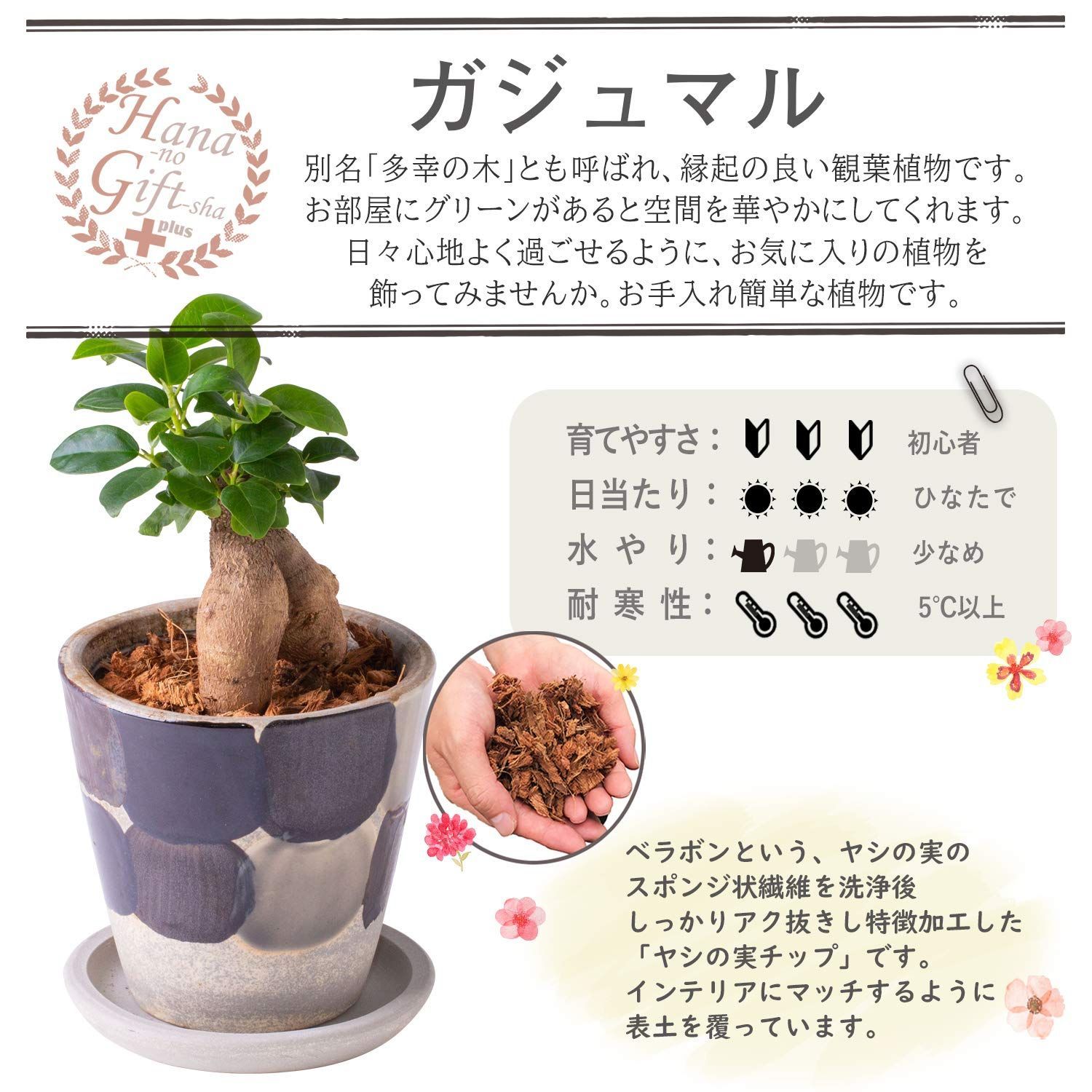 ガジュマル
