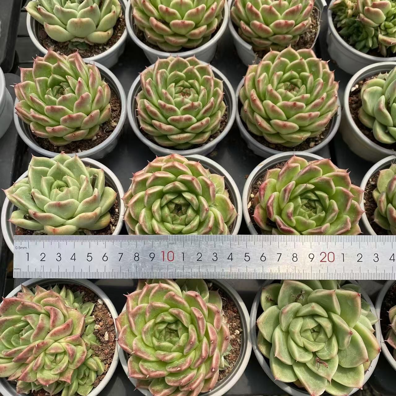 科学 NGN1402×35 黄体ムギワラ単頭 抜き苗 多肉植物 アエオニウム エケベリア 韓国苗 エクササイズ