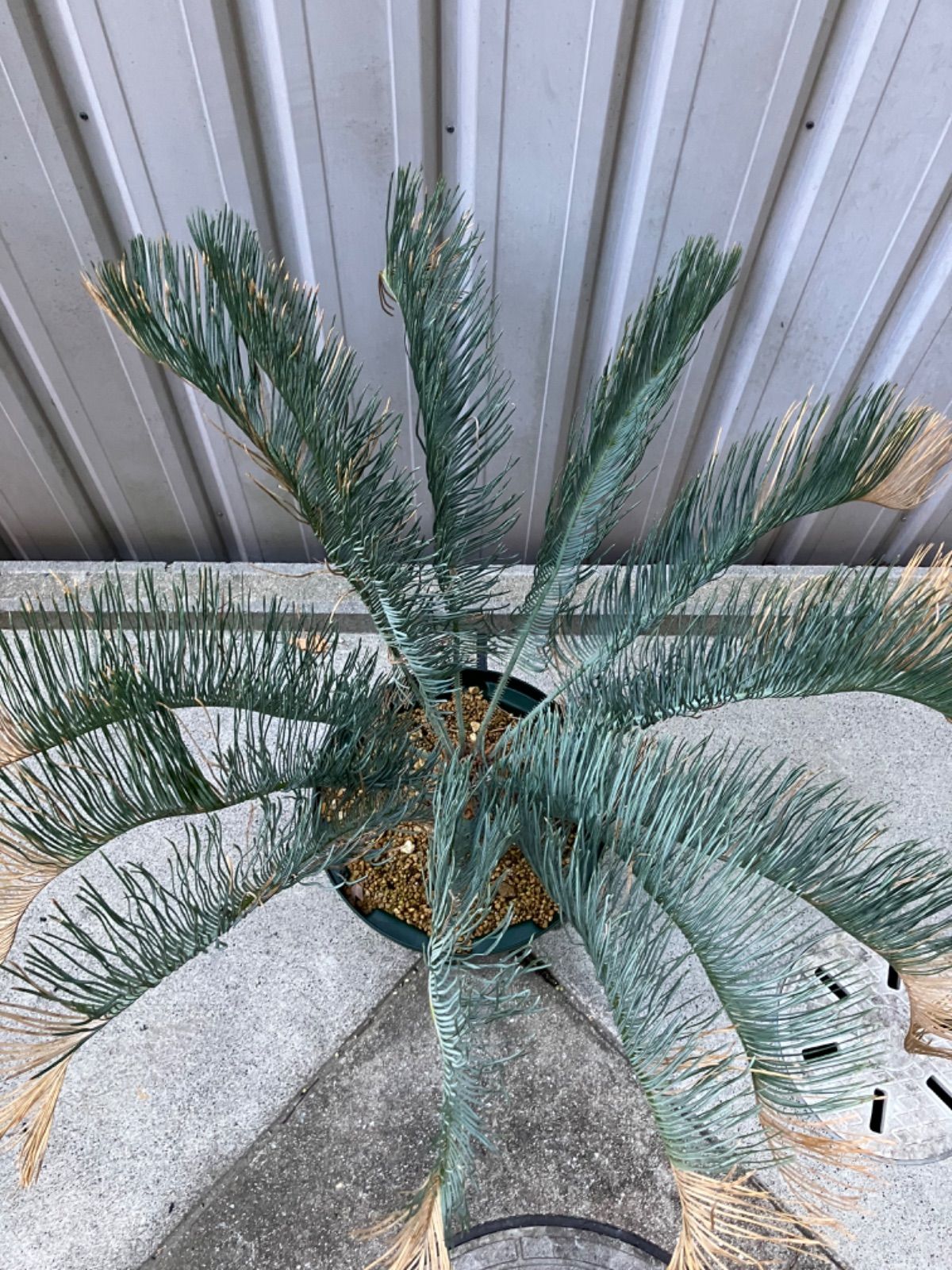 サイカス カイルンシアナ ベストセレクション 1サイカス