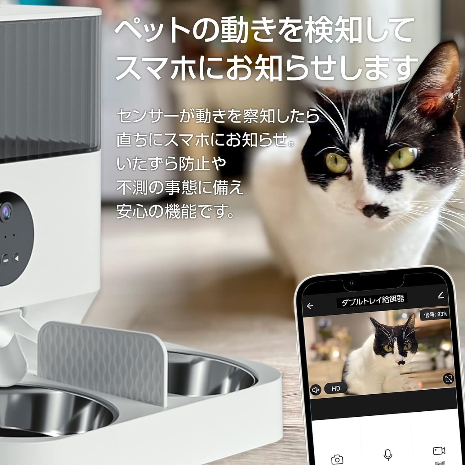 猫