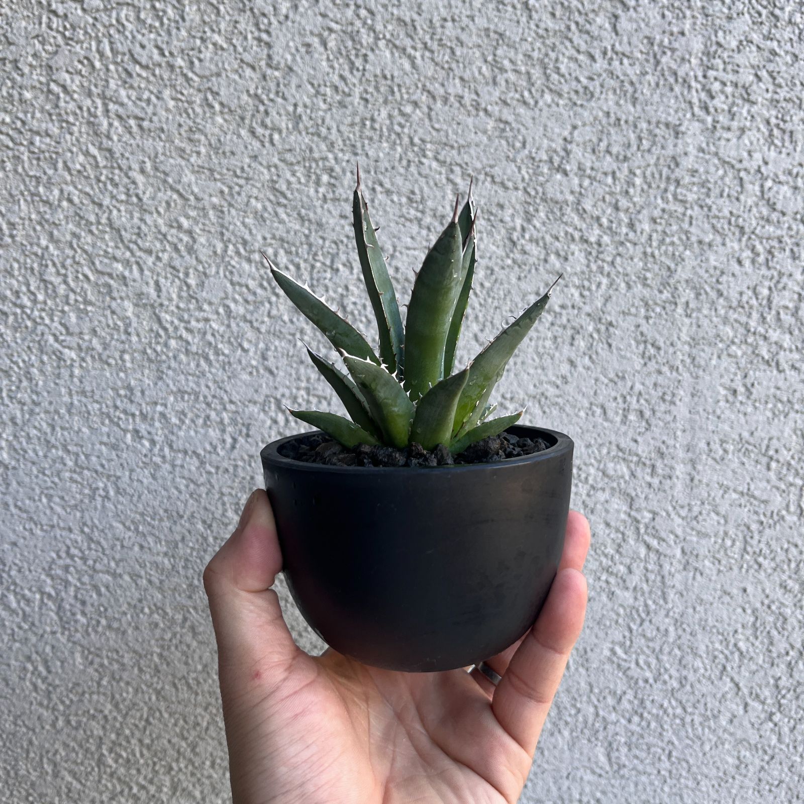 アガベ・ホリダ 実生株3年目｜Agave horrida Seedling122 - メルカリ
