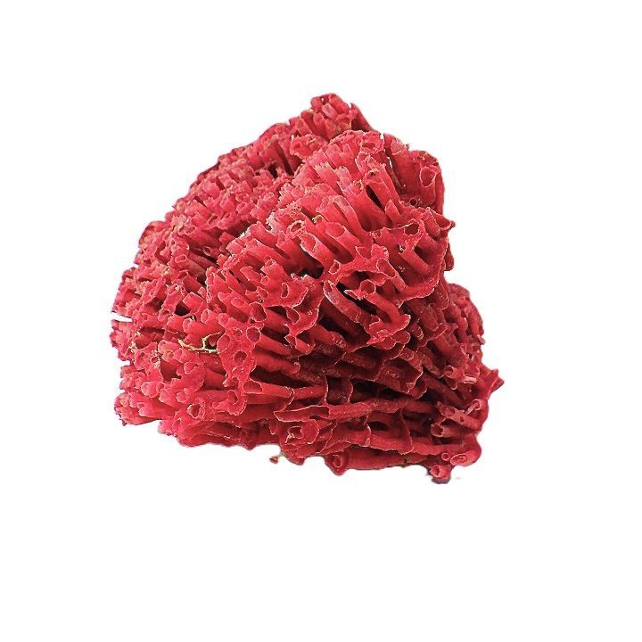 サンゴ礁 珊瑚礁 パイプオルガン珊瑚 珊瑚 サンゴ 赤珊瑚 管珊瑚