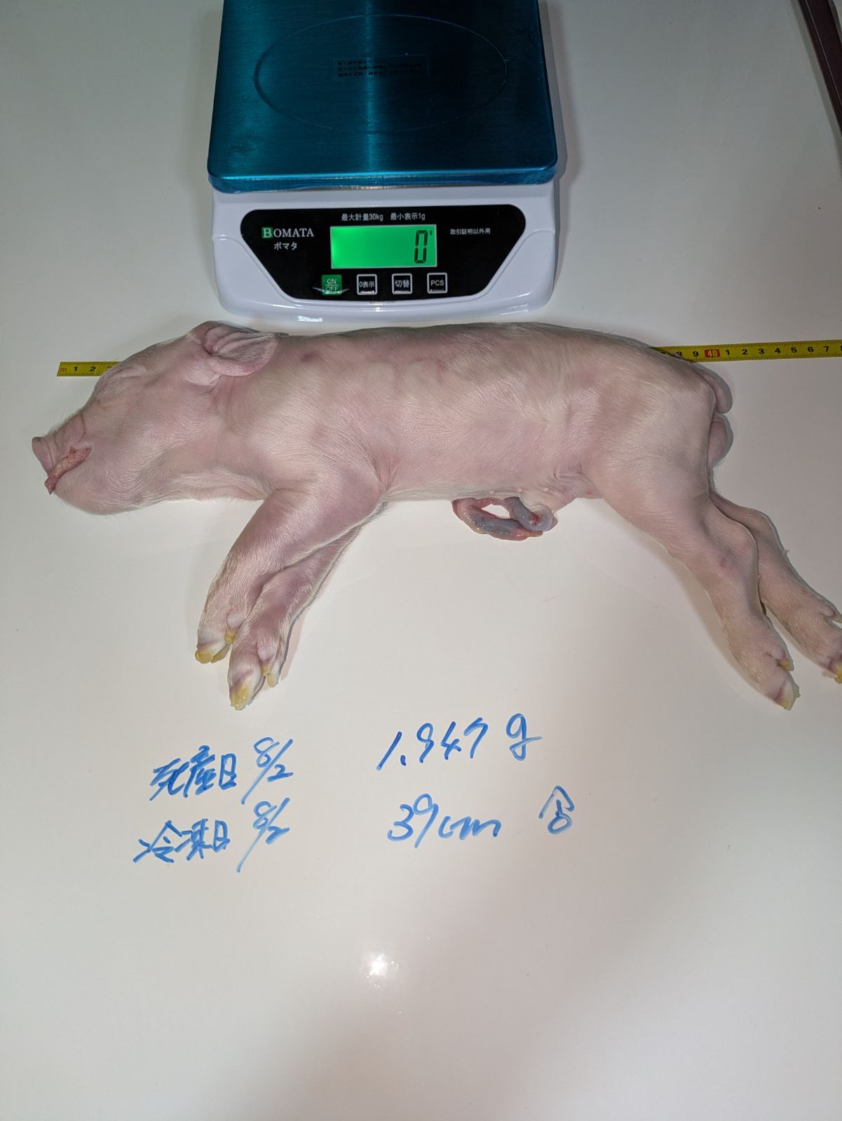 爬虫類用エサ冷凍子豚 養豚場直送 2.178g 1.947g 1.964g 1.769g