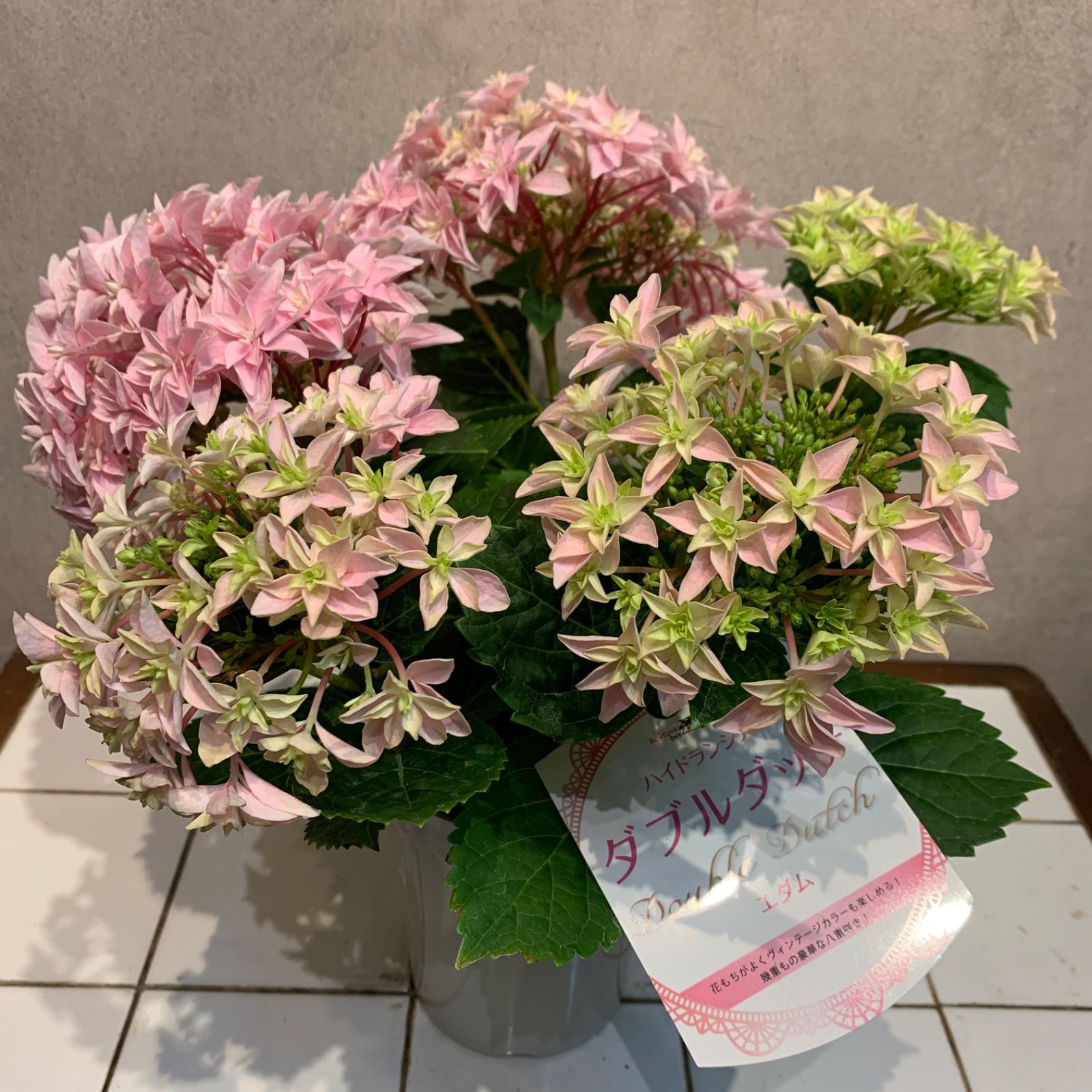 アジサイ❤️ 紫陽花 ダブルダッチエダム 4号鉢 - メルカリ