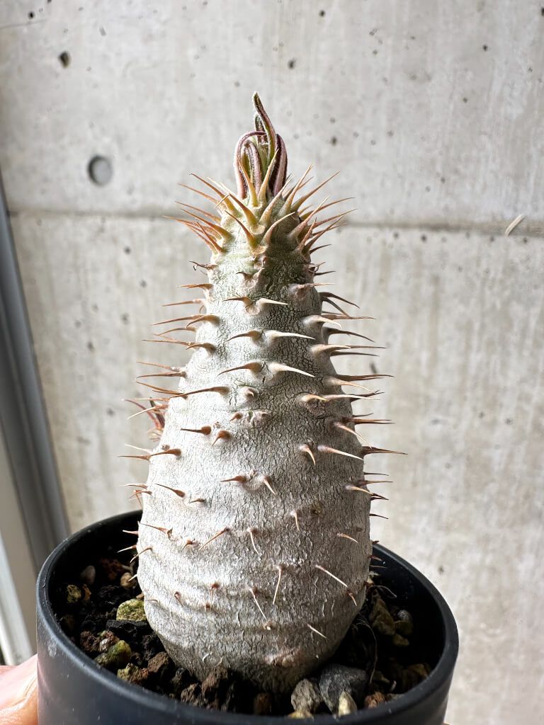 グラキリス パキポディウム 塊根植物 コーデックス 発根済 amane 岩崎