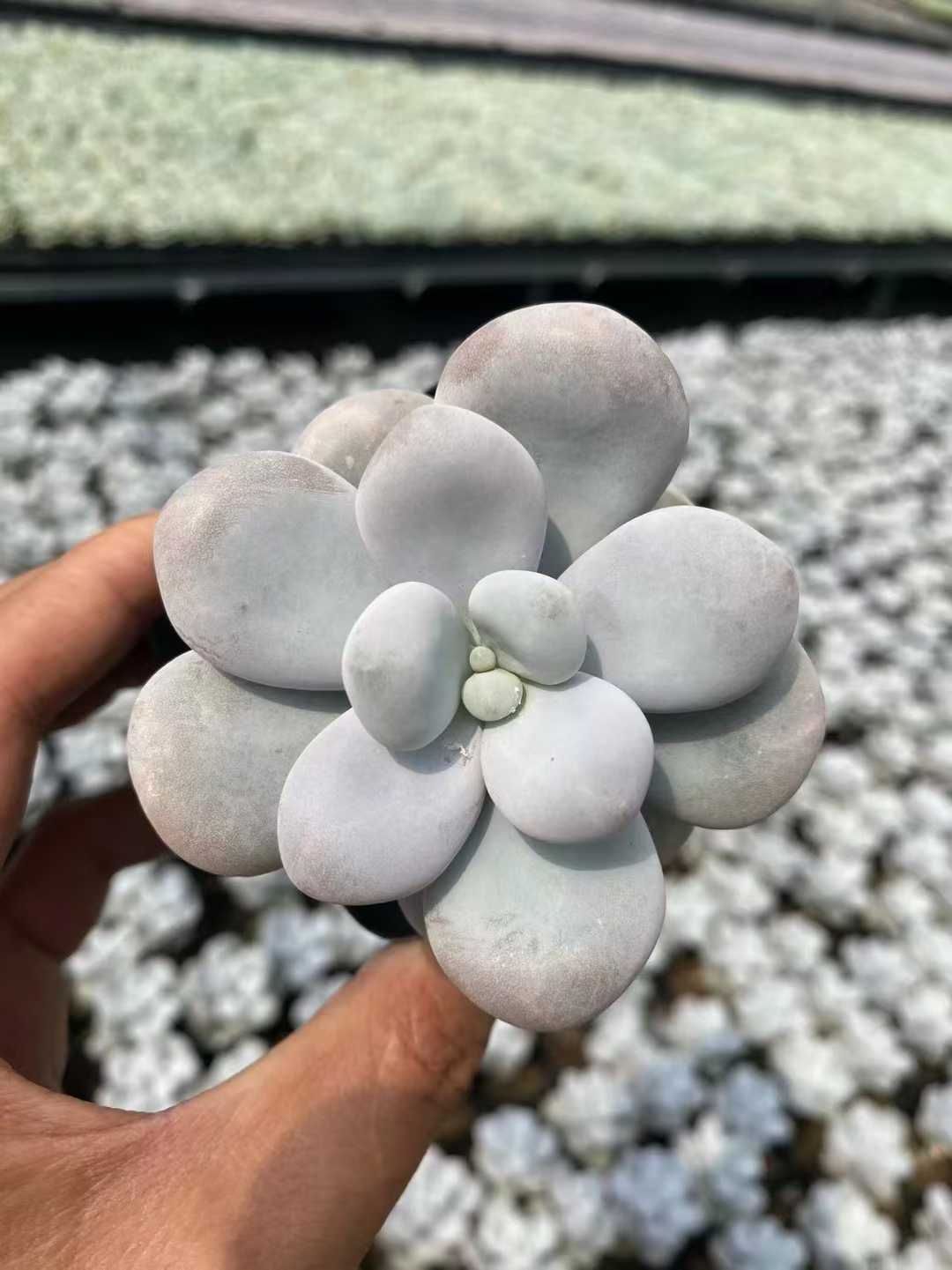 抜き苗 ウィンストン MT627×40株 ふっくら 多肉植物 エケベリア