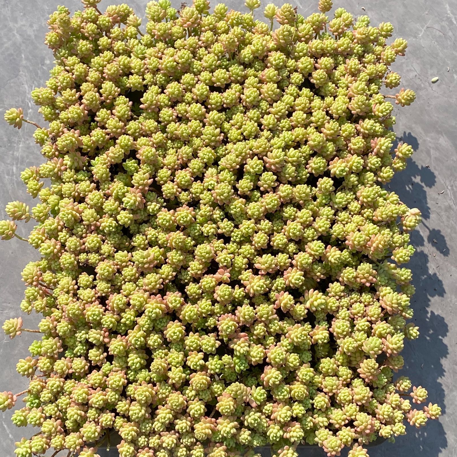 その他サービス | 福利厚生 人気商品【24鉢の土鉢付きセット】花団錦！ 多肉植物 佐川急便 その他多肉植物
