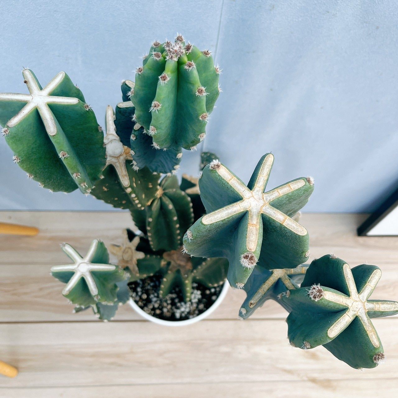 柱サボテン　ブランチ　19【現品】観葉植物　室内　ドライガーデン　大型 kobe-iyaju_hsb-0918