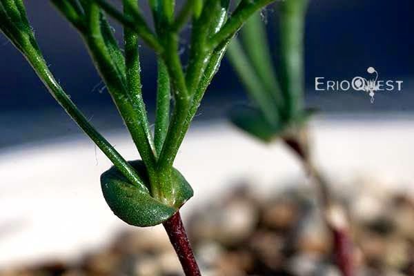 エリオスペルマム アルキコルネ Eriospermum cf. alcicorne