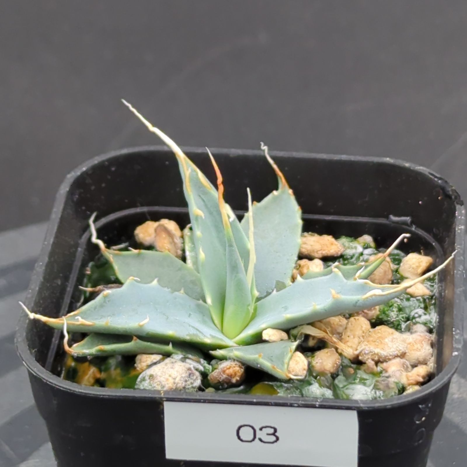 アガベ ユタエンシス エボリスピナ 'ヘイフォード' (Agave