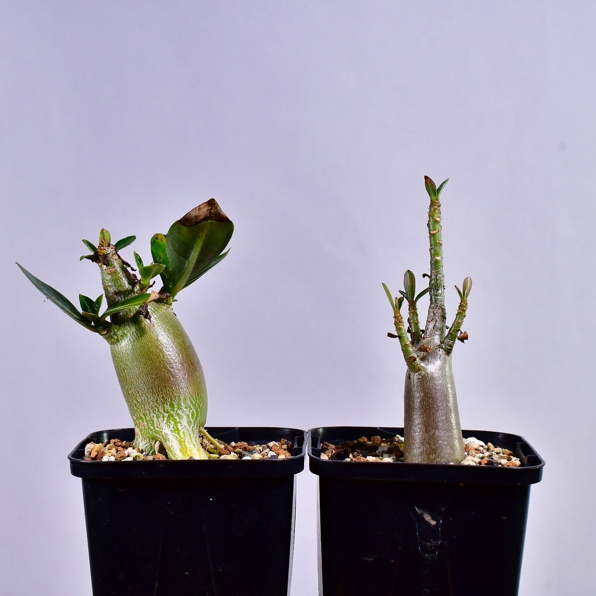 a34 アデニウム ドワーフ タコ足 塊根植物 コーデックス アラビカム o アデニウム ドワーフ レッドスキン 塊根植物 コーデックス