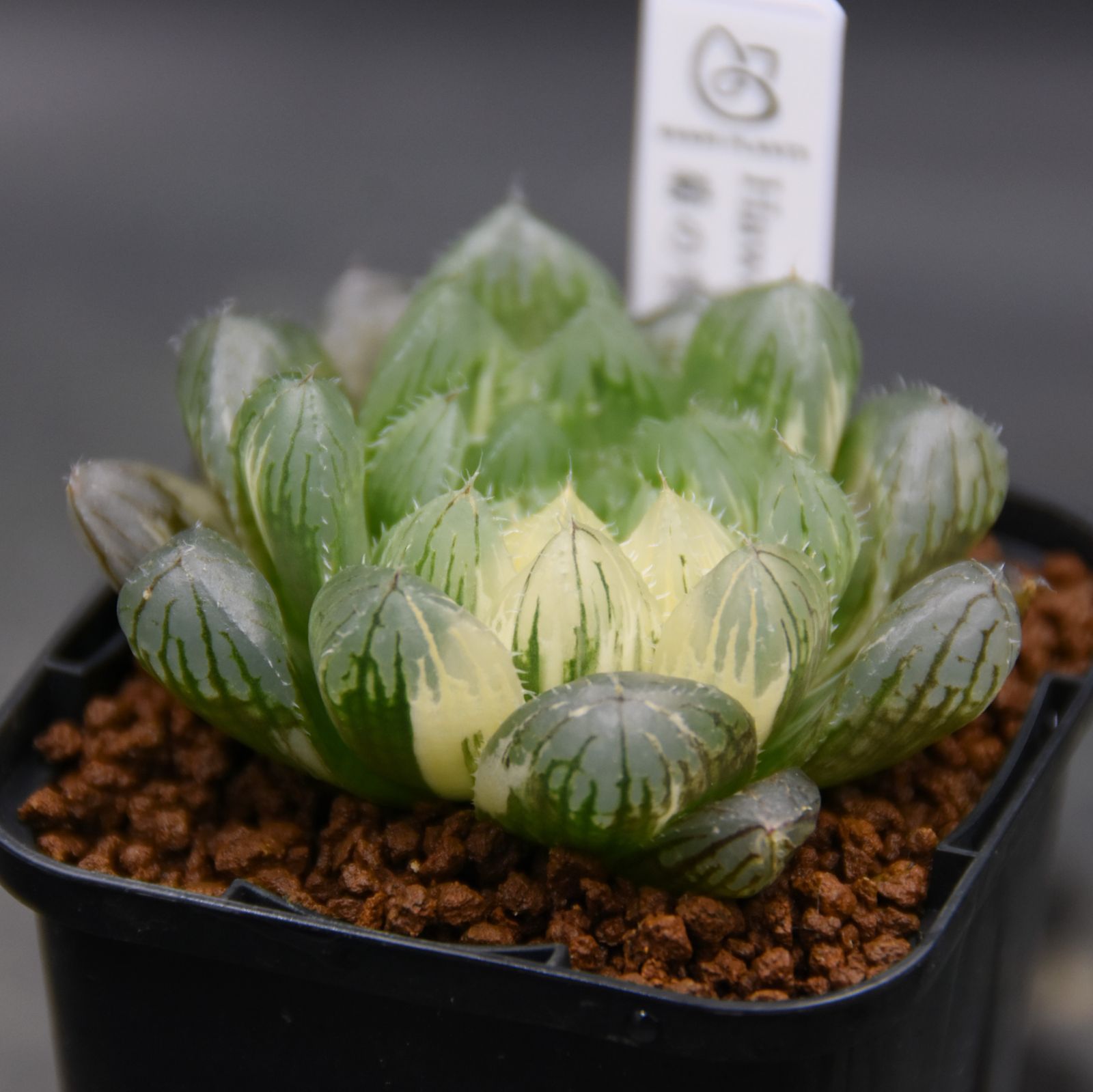 オンライン大阪 の*5様 多肉植物 ハオルチア 白狐伝錦 極上斑 【公式通販】