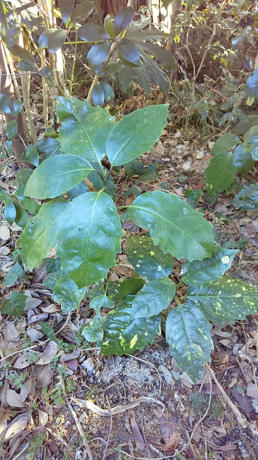 アオキの苗 3株 天然物 - 植木、庭木