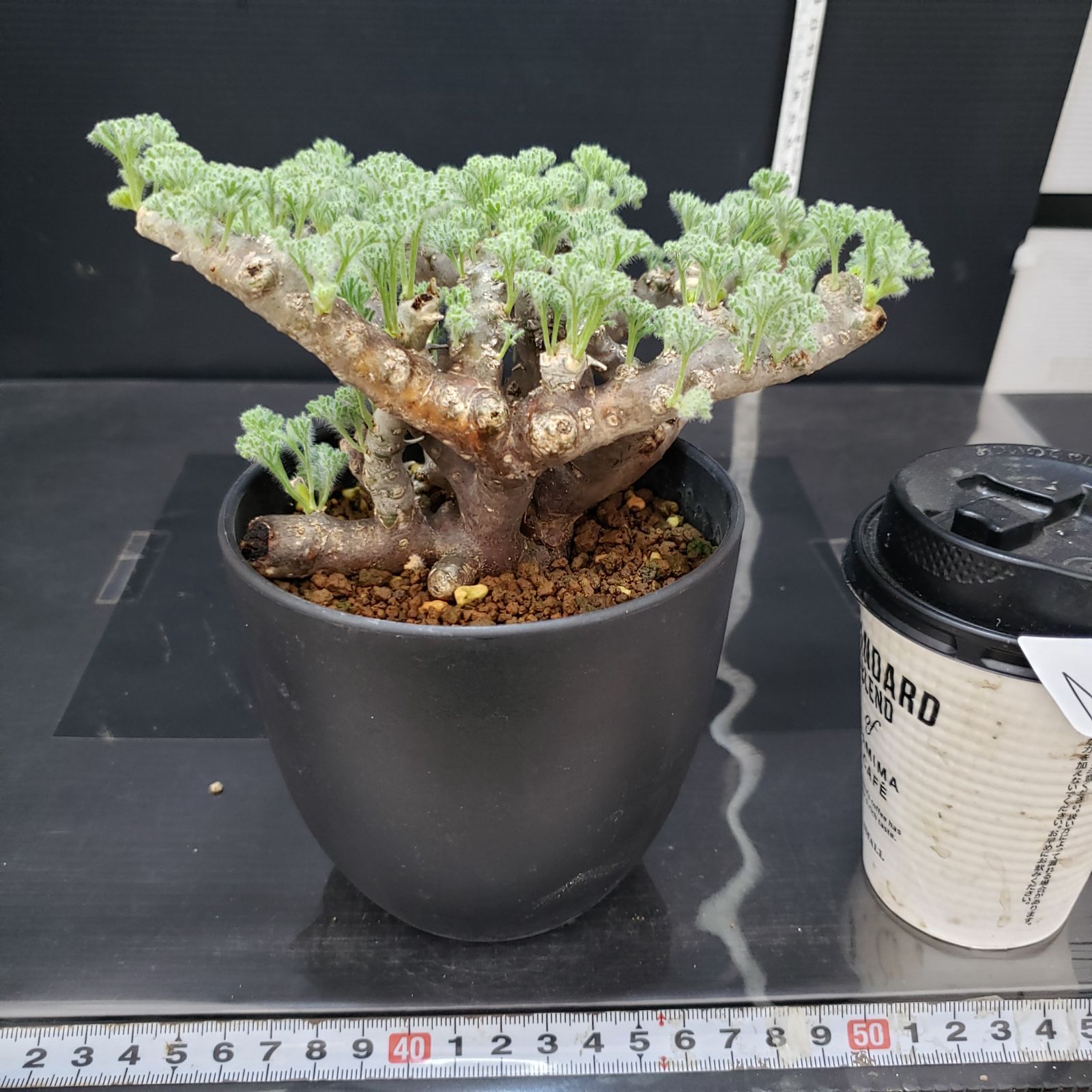 萩*一様 モンソニア ムルチフィダ現地球 大株 発根済み 鉢ごと 萩*一様 モンソニア ムルチフィダ現地球 大株 発根済み 鉢ごと