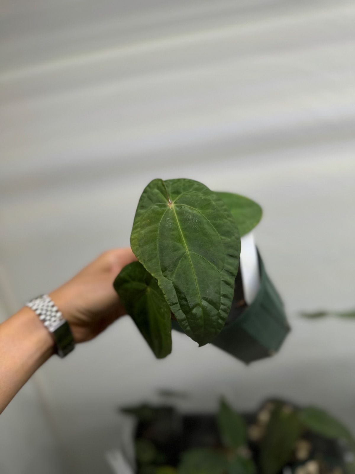 【Anthuroom】AOS x ブルーパピ 4【斑入り個体】 Anthurium AOS x AOS 4