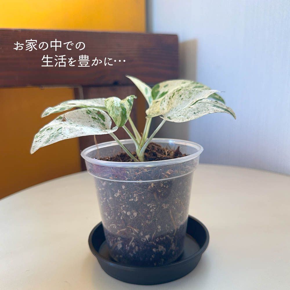 観葉植物 【希少品種】 エピプレムナム ピナツム マーブル 3.5号