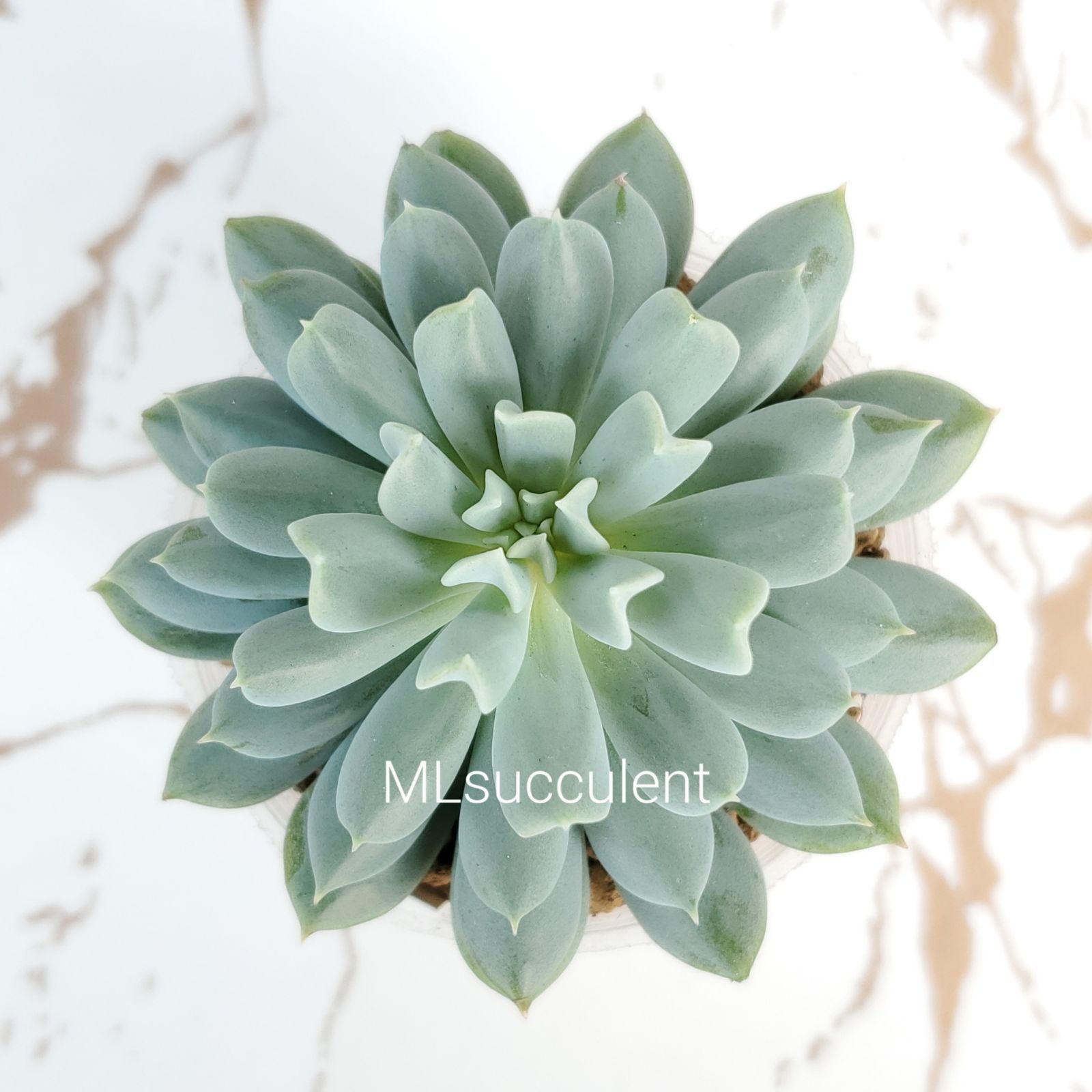 ③✅️アトランティス（セダム）新芽モリモリ 現品(ラスト出品） ラベル付正規品 メルカリ