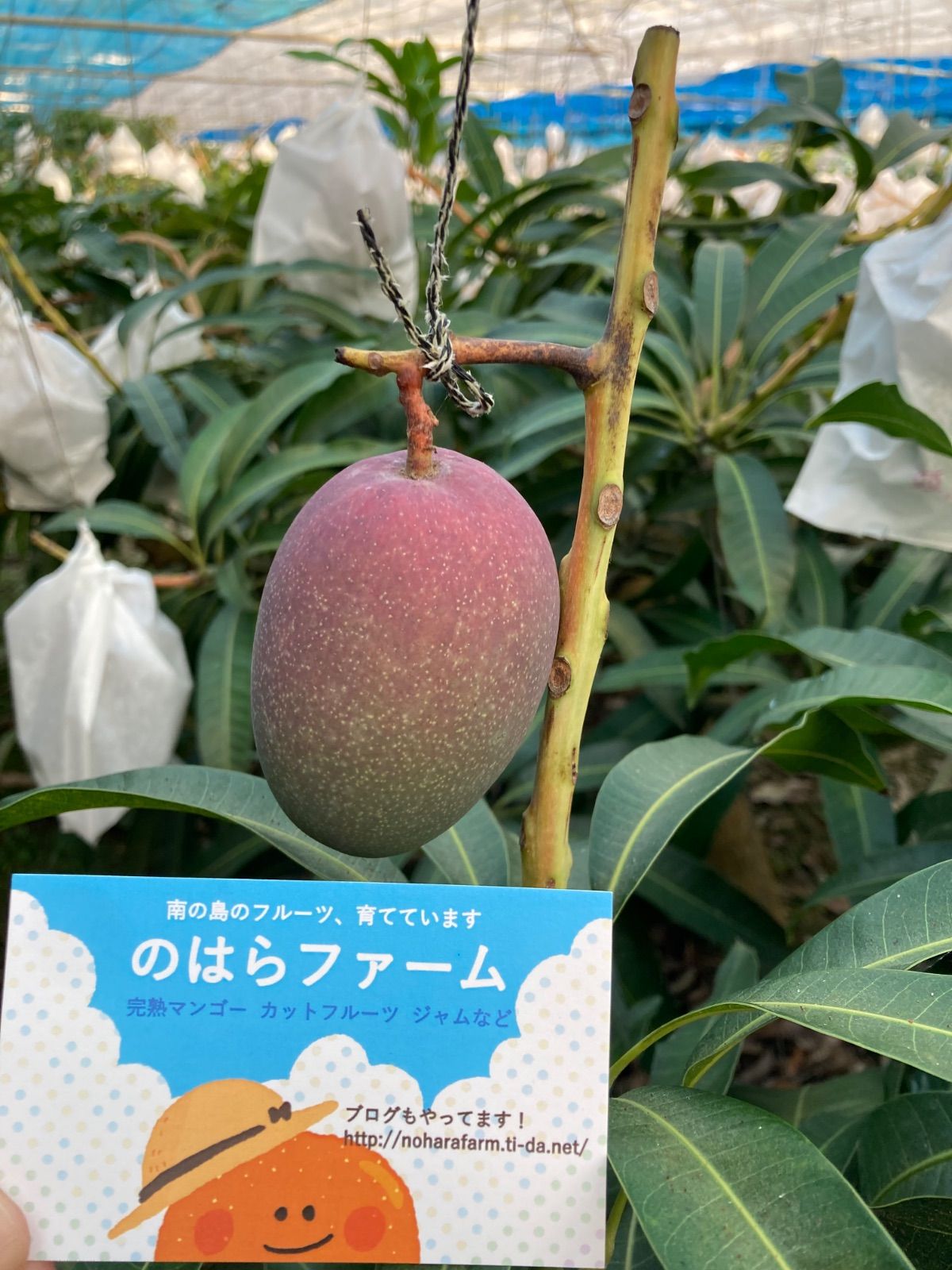 沖縄県産】【数量限定】【クール便でお届け！】完熟ミニマンゴー