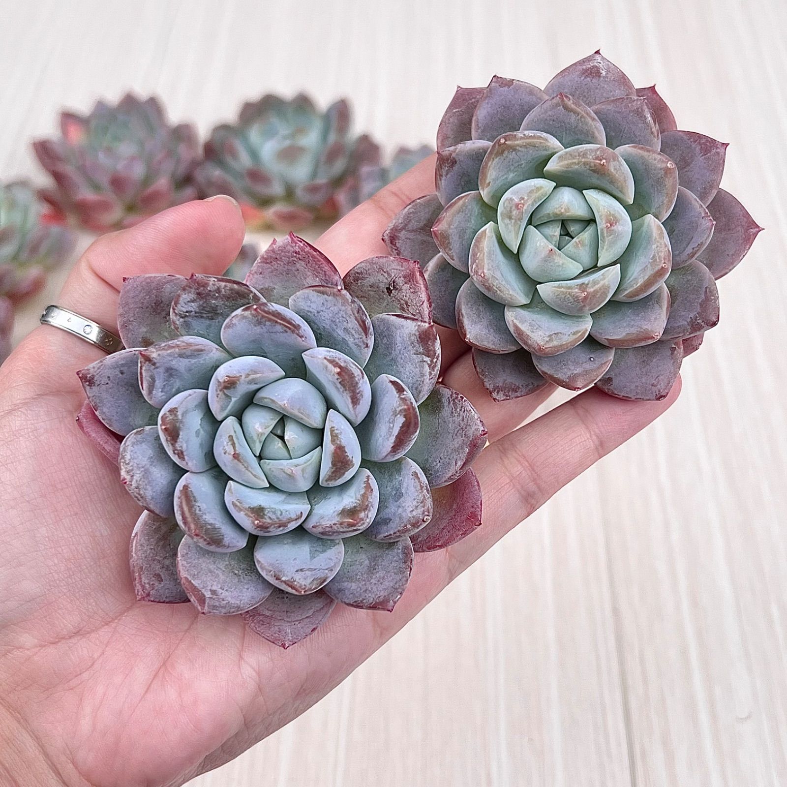 多肉植物 ドリームアニー 韓国苗 - メルカリ